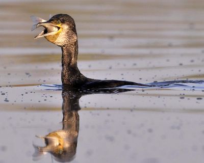 Country diary: Nothing more than a cormorant – and that’s fine by me