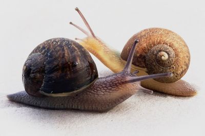 Ned the snail has a one in 40,000 look. That’s a big problem for his love life