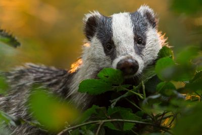 Bovine TB ‘should be treated with the same urgency as Covid’
