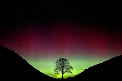 New study reveals secrets of felled Sycamore Gap tree