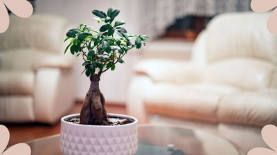 How often should you water a bonsai tree? Plant experts reveal the answer