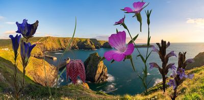 What I’ve learned from photographing (almost) every British wildflower