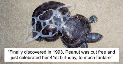 Plucky Turtle Rescued From Certain Death In The Early ‘90s Turns 41, Gets Her Own B-Day Party