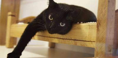 Declawing cats causes them lifelong pain. It’s time to ban the practice