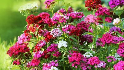 Is it necessary to deadhead sweet William? Expert advice for thriving flowers that look good all summer long