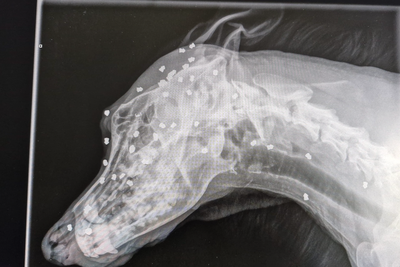 Dog survives being shot in the head more than 40 times with air rifle pellets as owner arrested