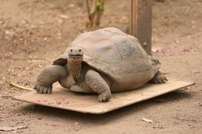 Mystery as giant tortoise is found wandering random Indiana road