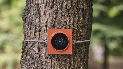This tiny camera ignores people to track just backyard wildlife – and its wildlife tracking is giving me FitBit-like vibes