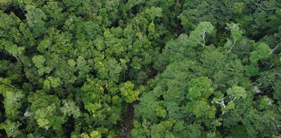Some tropical trees cool their leaves to survive the heat — but not all species have ways to cope