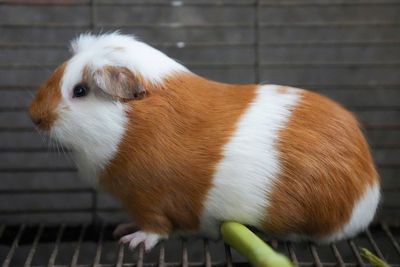 Utah State University under fire after exposing animals to huge amounts of radiation and performing surgeries without pain medication, report says