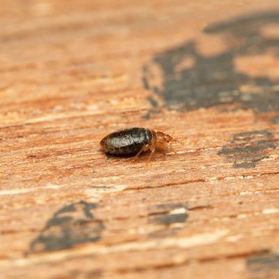 How to get rid of bed bugs – a step-by-step guide from pest control experts