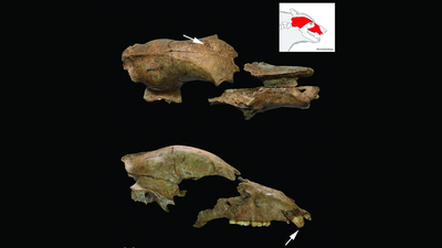 Skull of bear held captive to fight Roman gladiators discovered near ancient amphitheater in Serbia