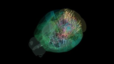Map of 600,000 brain cells rewrites the textbook on how the brain makes decisions
