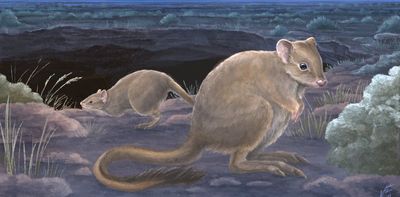Australia has some new marsupial species – but they’re already extinct