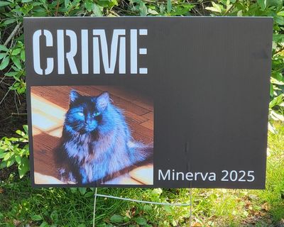 The cat mayoral race: meet 11 runners and riders in the US’s most furious – and furriest – election