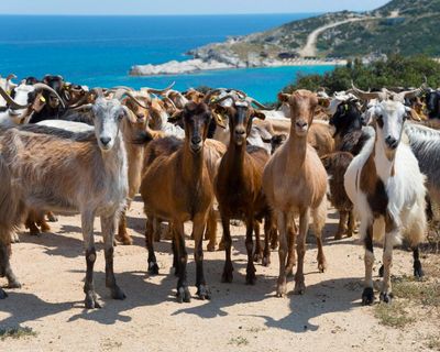 It’s the big fat Greek farming scandal – devised by the political elite and paid for by ordinary people