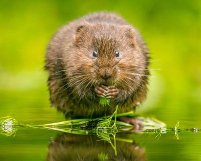 Fears for England riverbank habitats amid relaxed post-Brexit rules