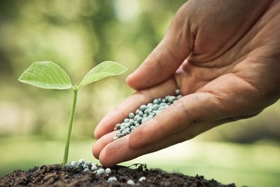 7 “Natural” Fertilizers That Can Backfire on Your Health