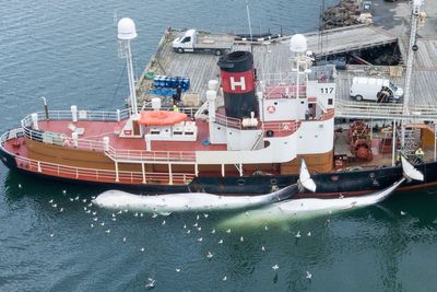 British tourists in Iceland accused of ‘keeping whale meat industry alive’