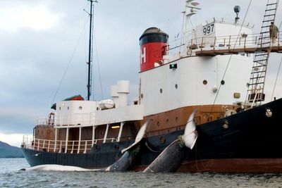 Activists target British tourists to Iceland in anti-whaling push