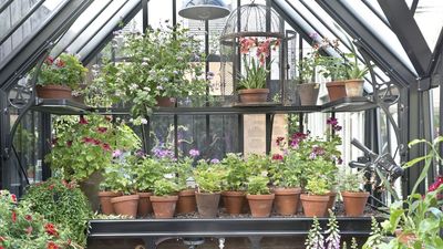 6 perennials you should never grow in pots or containers if you want to maximise their potential – even if it is tempting