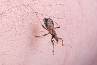 Mapped: Where deadly ‘kissing bug’ disease Chagas has spread in the US