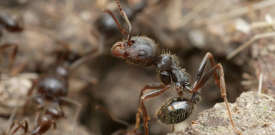 One queen ant, two species: the discovery that reshapes what ‘family’ means in nature