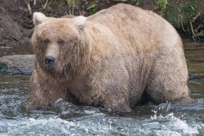 Fat Bear Week is coming – and the competition will be chunky