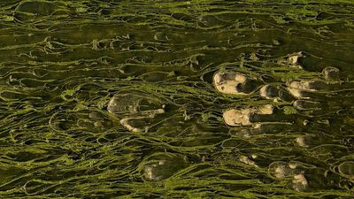 Algae grown on dairy effluent cuts mineral fertiliser use by 25%, scientists say