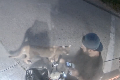 Cyclist has close encounter with mountain lion in Malibu park