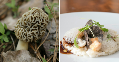 “I’m Glad I’m Poor”: Scientists Link Wealthy-Favored Superfood To ALS, Or Lou Gehrig’s Disease