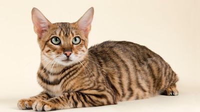 The toyger is the hybrid cat that’s people-oriented and always up for a cuddle