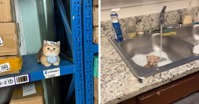 50 Times Animals Charmed Us With Being In Very Weird Places