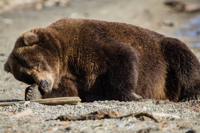 Fat Bear Week competition set to return this month