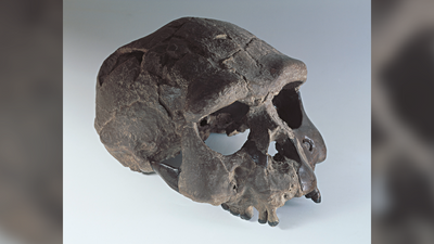 Homo erectus: Facts about the first human lineage to leave Africa