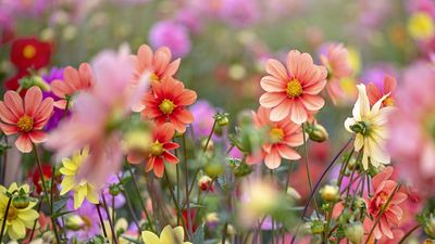 Designing with dahlias: our expert-led guide to creating a show-stopping dahlia table arrangement