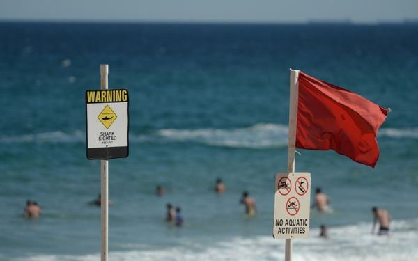 'Large Shark' Kills Man Off Sydney Beach