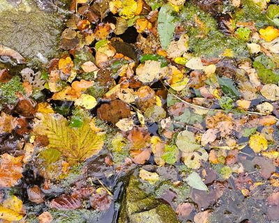 Country diary: The daily strangeness of this ‘false autumn’
