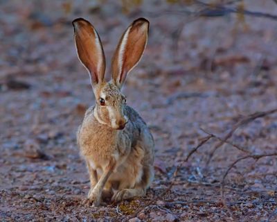 What links a US hare, a fat-free diet and the Peasants’ Revolt? The Saturday quiz
