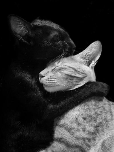 ‘My cats are always grooming, chasing or cuddling’: Sagar Pavale’s best phone picture