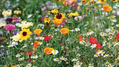 7 seeds to order in September – get ahead of a busy gardening season by purchasing these seeds now