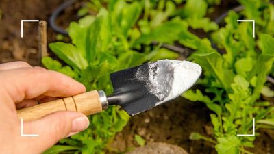5 ways to use baking soda in the garden: from soil testing to preventing weeds