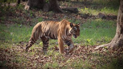 How poachers targeted areas outside protected zones to traffic 100 tigers to Myanmar
