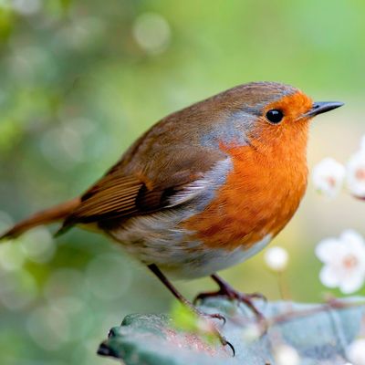 Robins will flock to your garden if you have this one tree – and the best time to plant it is right now