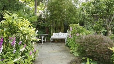 5 hedge plants that thrive on neglect – these easy-going and beautiful boundary shrubs love to be ignored, say garden experts