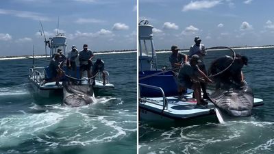 Legal capture of endangered manta ray sparks bipartisan outrage in Florida