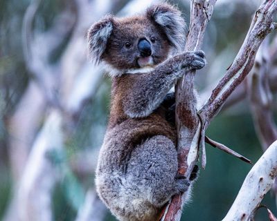 NSW locks in great koala national park and brings in immediate ban on logging