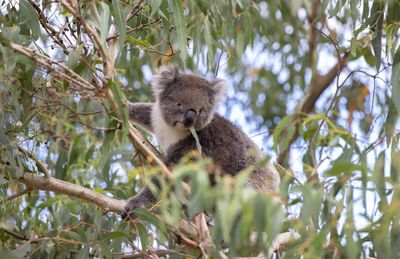 Loss of koala habitat shows ‘total failure’ of nature laws, conservationists say