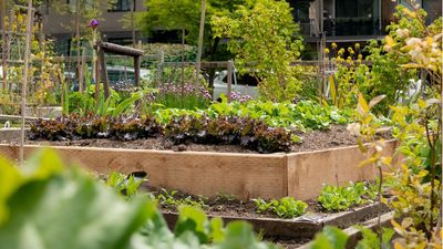 Fall raised garden bed ideas – 5 ways to use them and keep your garden alive during the chillier months
