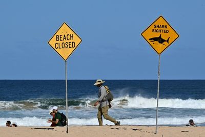 Experts Say Great White Shark Likely Killed Australian Surfer
